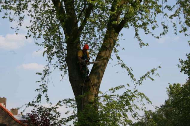 Bomen rooien Ingber